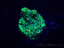 WYSIWYG Acropora 15D11 Mariculture acclimaté led