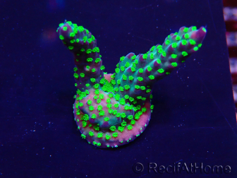 WYSIWYG Acropora Maricultuur geacclimatiseerd LED