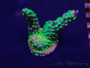 WYSIWYG Acropora 15K11 Mariculture acclimaté led