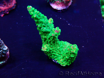 WYSIWYG Acropora Mariculture acclimaté led
