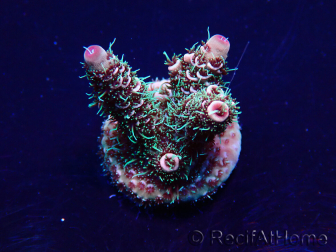 WYSIWYG Acropora Mariculture acclimated LED