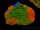 WYSIWYG WWC Sunfire GRAFTED Montipora plateau