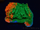 WYSIWYG Montipora plateau INNESTATO ULTRA