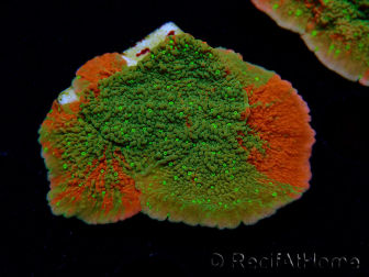 WYSIWYG WWC Sunfire GRAFTED Montipora plateau