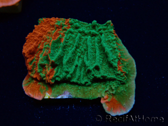 WYSIWYG Montipora plateau INNESTATO ULTRA