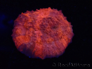 WYSIWYG - RAH Mycedium Blood Stain