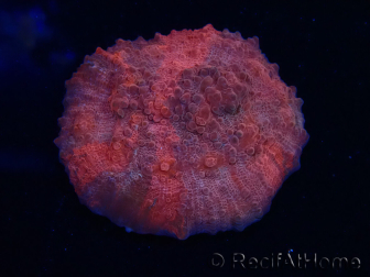WYSIWYG - RAH Mycedium Blood Stain 23B4
