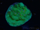 WYSIWYG - RAH Mycedium Solar Flare 23G7
