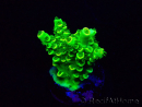 WYSIWYG Acropora Mariculture acclimated LED