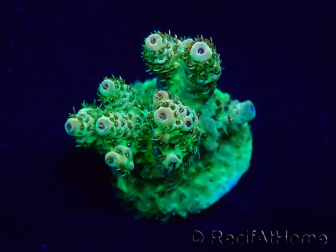 WYSIWYG AcroporaMariculture acclimaté led