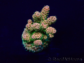 WYSIWYG Acropora Fidji acclimaté led