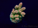 WYSIWYG Acropora hyacinthus 15L7 Mariculture acclimaté led