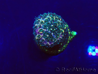 WYSIWYG Acropora Maricultura aclimatada led