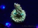WYSIWYG Acropora Maricultura aclimatada led