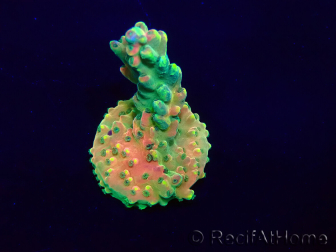 WYSIWYG Acropora Mariculture acclimated LED