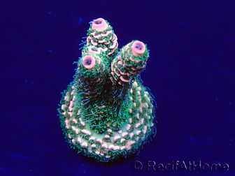 WYSIWYG Acropora Marikultur akklimatisiert LED