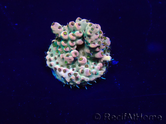 WYSIWYG Acropora Maricultuur geacclimatiseerd LED