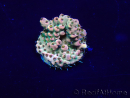 WYSIWYG Acropora Mariculture acclimated LED