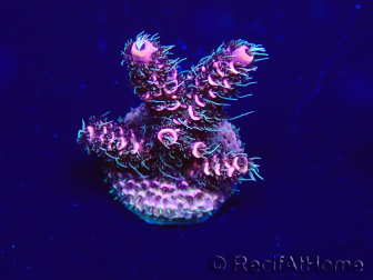 WYSIWYG Acropora Maricoltura acclimatata a LED