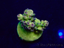 WYSIWYG Acropora Mariculture acclimated LED