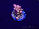 WYSIWYG Acropora Maricultuur geacclimatiseerd LED