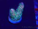 WYSIWYG Acropora Maricultuur geacclimatiseerd LED