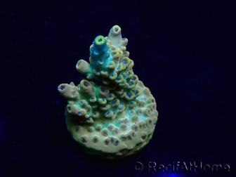 WYSIWYG Acropora Maricoltura acclimatata a LED