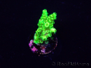 WYSIWYG Acropora tenuis 15L4 Mariculture acclimaté led