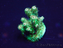 WYSIWYG Acropora Mariculture acclimated LED
