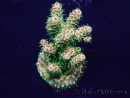 WYSIWYG Acropora hyacinthus 15L7 Mariculture acclimaté led