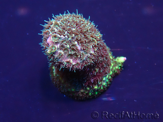 WYSIWYG Acropora Mariculture acclimaté led