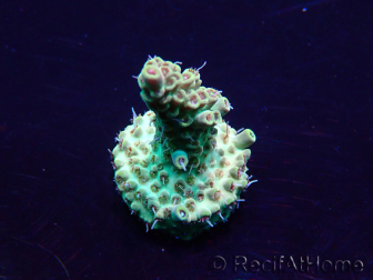 WYSIWYG Acropora Mariculture acclimated LED