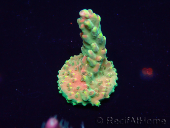 WYSIWYG Acropora Mariculture acclimated LED