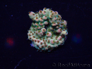 WYSIWYG Acropora Mariculture acclimated LED