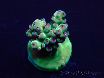 WYSIWYG Acropora Mariculture acclimated LED