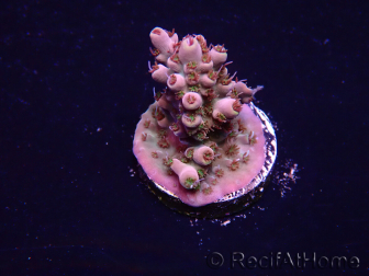 WYSIWYG Acropora 15W1 Mariculture acclimaté led