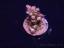 WYSIWYG Acropora 15W1 Mariculture acclimaté led