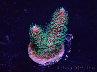 WYSIWYG Acropora Maricultuur geacclimatiseerd LED