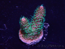 WYSIWYG Acropora 15W3 Mariculture acclimaté led