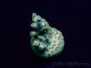 WYSIWYG Acropora Mariculture acclimated LED