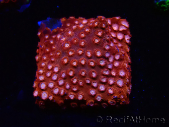 WYSIWYG - RAH Cyphastrea Moon Rocks 3O3