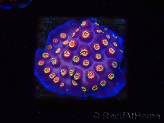 WYSIWYG - RAH Cyphastrea Purple Rain