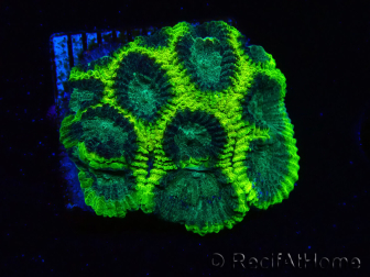 WYSIWYG - RAH Favia Toxic Halo A6