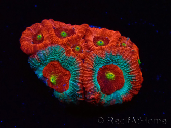 WYSIWYG - RAH Micromussa Dragon's Eye E3
