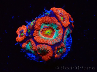 WYSIWYG - RAH Micromussa Dragon's Eye