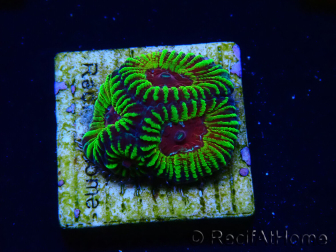 WYSIWYG - RAH Favia Red Barcode 3I1