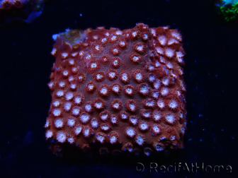 WYSIWYG - RAH Cyphastrea Moon Rocks 3O3