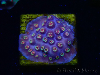 WYSIWYG - RAH Cyphastrea Purple Rain
