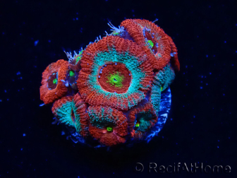 WYSIWYG - RAH Micromussa Dragon's Eye F3