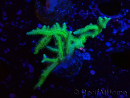WYSIWYG Seriatopora histrix vert 1A5